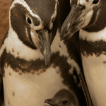 Waddle This Way: Gay Penguin Dads Hatch Adorable Chick at Chester Zoo