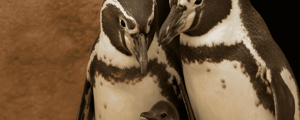 Waddle This Way: Gay Penguin Dads Hatch Adorable Chick at Chester Zoo